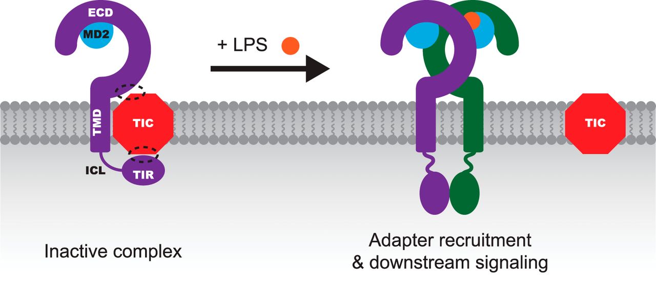 Leonard Lab