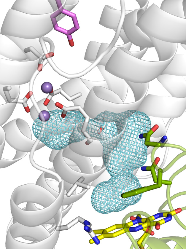 Rosenzweig Lab