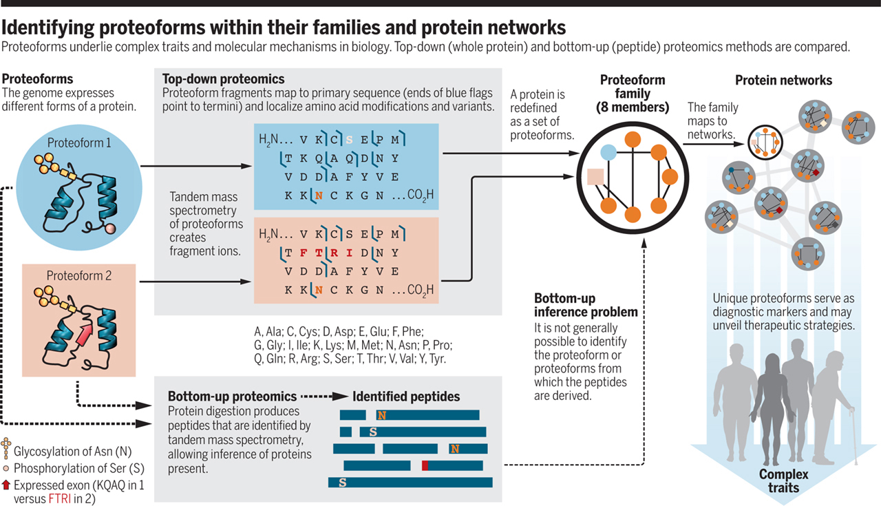 kelleher-proteoform.large.jpg